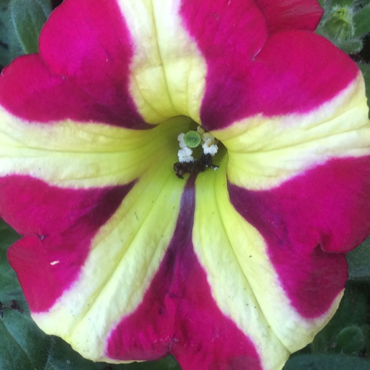 Plant image Petunia Queen Of Hearts