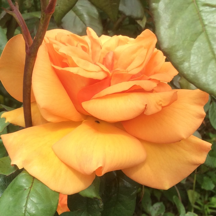 Plant image Rosa 'Schoolgirl'