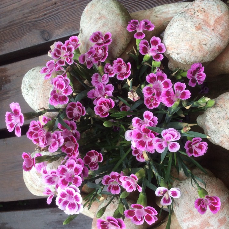 Plant image Dianthus 'Pink Kisses'