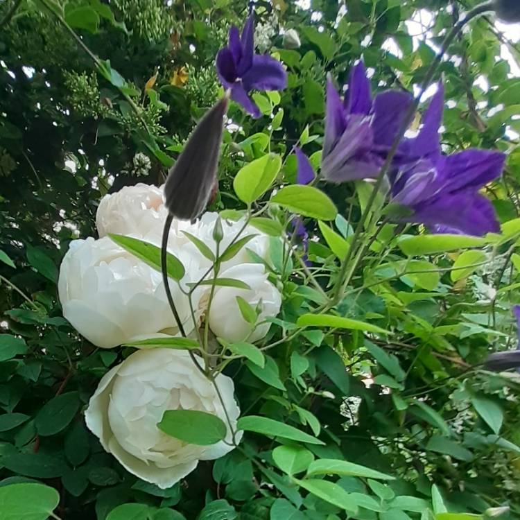 plant image 1102897
