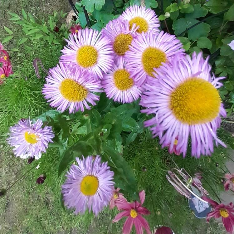 plant image 1102905