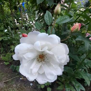 Rosa 'Ausherbert' syn. Rosa 'The Lady of the Lake'