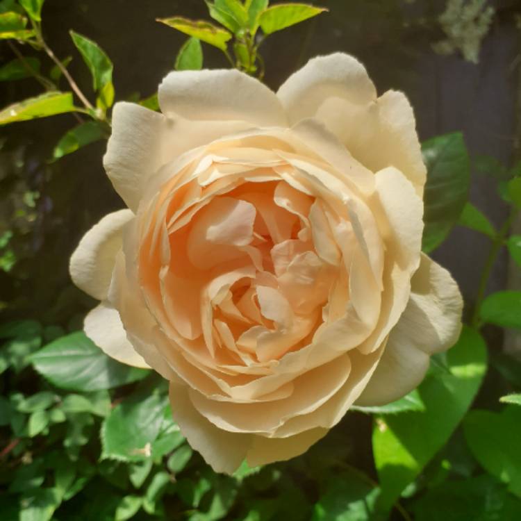 plant image 1106765