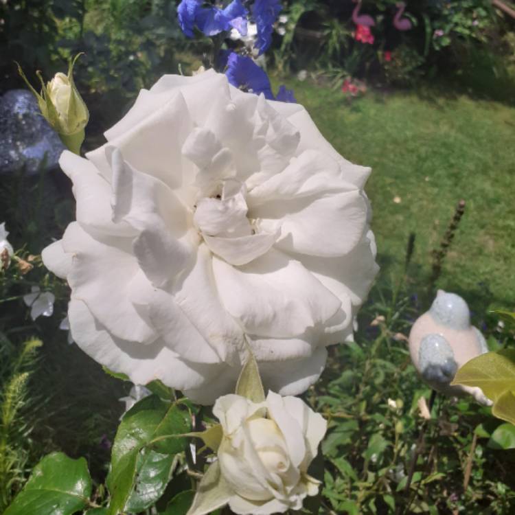 Plant image Rosa 'Poulari' syn. Rosa 'Silver Anniversary', Rosa 'Roy Black', Rosa 'Isis', Rosa 'Karen Blixen'