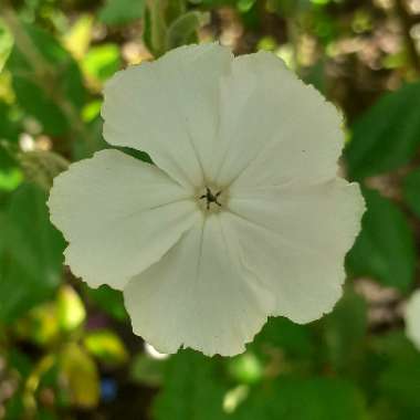 Lychnis coronaria 'Alba'