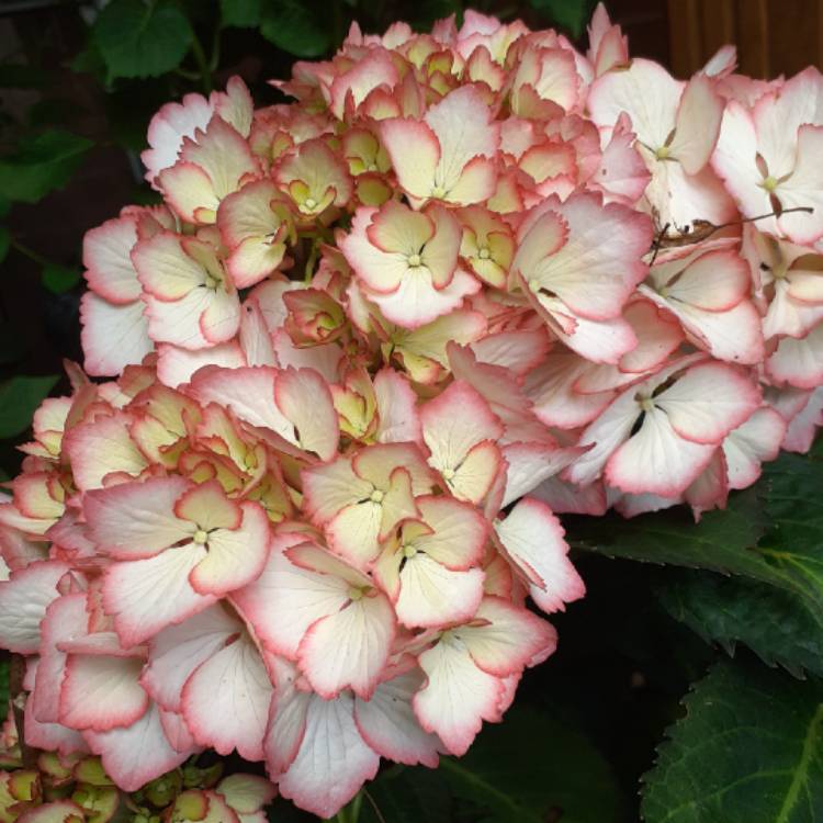 Plant image Hydrangea macrophylla 'Cocktail' (Rendez-vous Series)