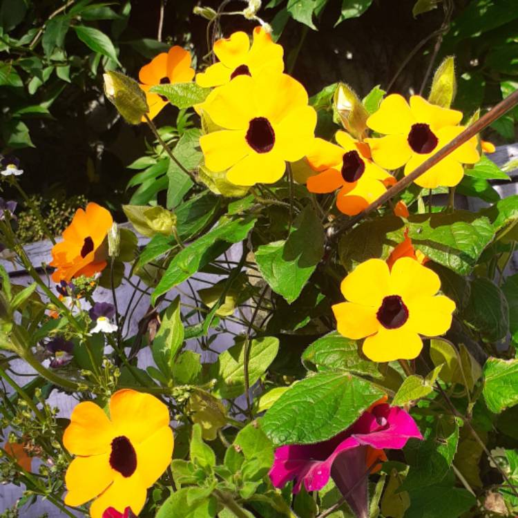 Plant image Thunbergia alata