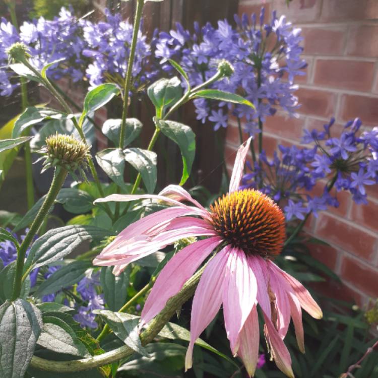plant image 1133986