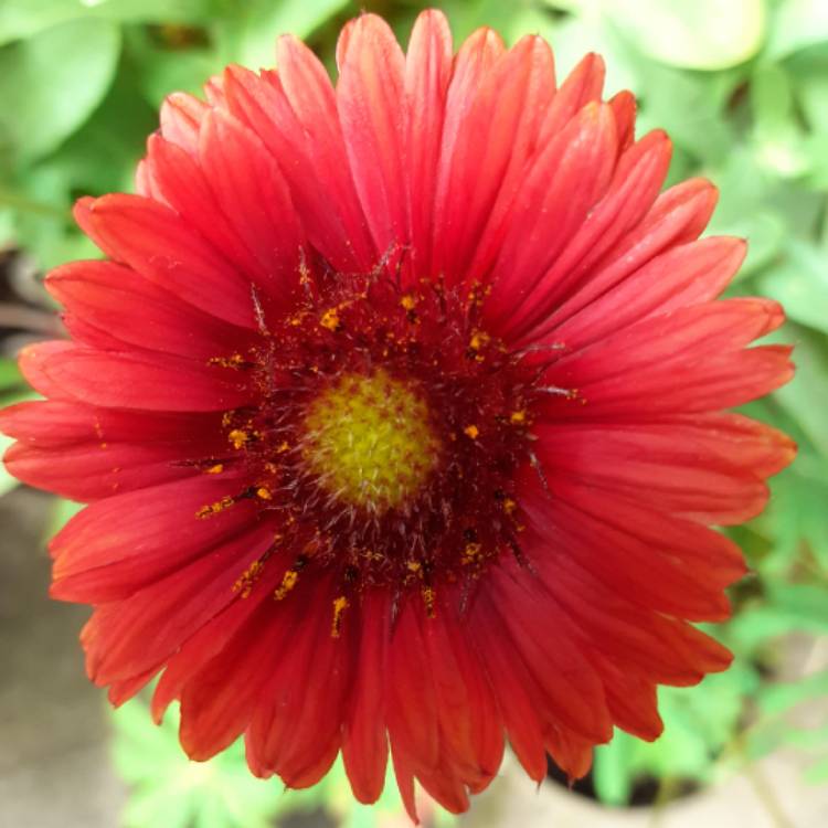 Plant image Gaillardia x grandiflora 'Burgunder' syn. Gaillardia 'Burgunder', Gaillardia x grandiflora 'Burgundy', Gaillardia 'Burgundy'