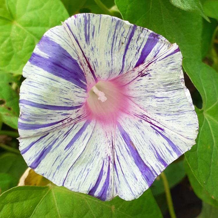 Plant image Ipomoea purpurea 'Carnival de Venezia'