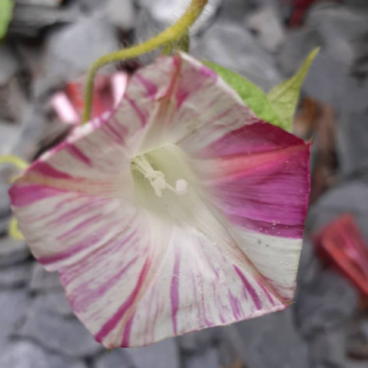 plant image 1158811
