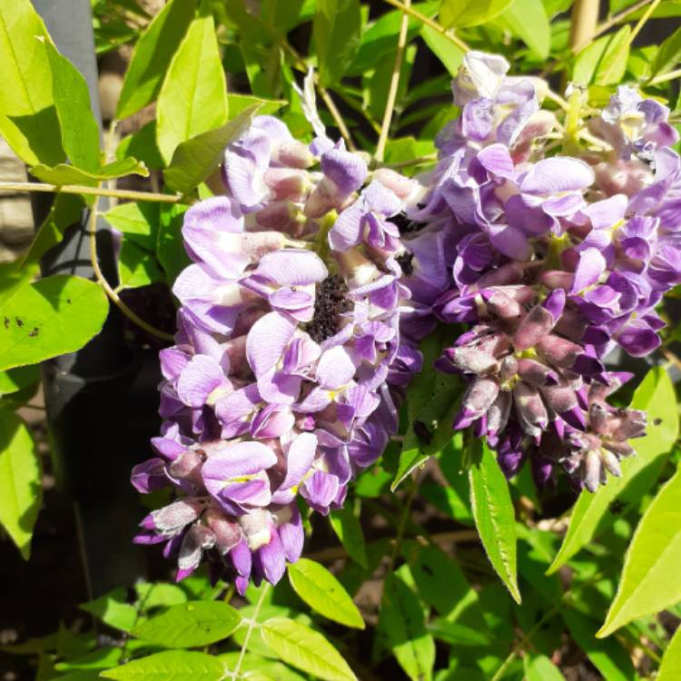 Plant image Wisteria sinensis 'Amethyst Falls'