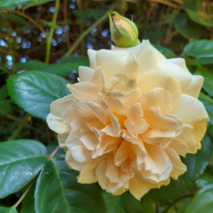 plant image 1314395 plant image 1314395