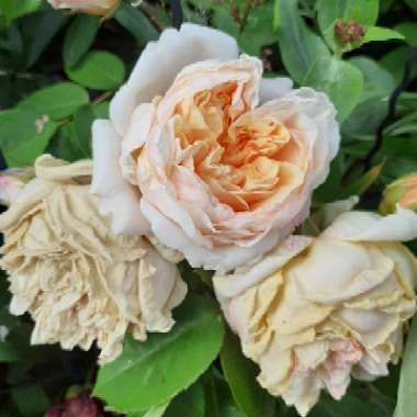 Rosa 'Teasing Georgia'