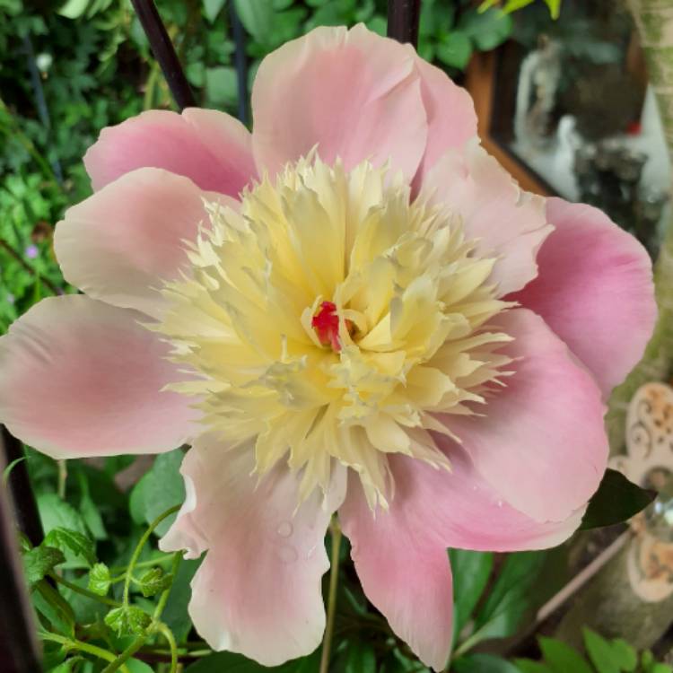 plant image 1320676