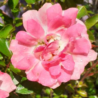 Rosa 'Korchakon' syn. Rosa 'The Hilda Ogden Rose', Rosa 'Flirt 2011'