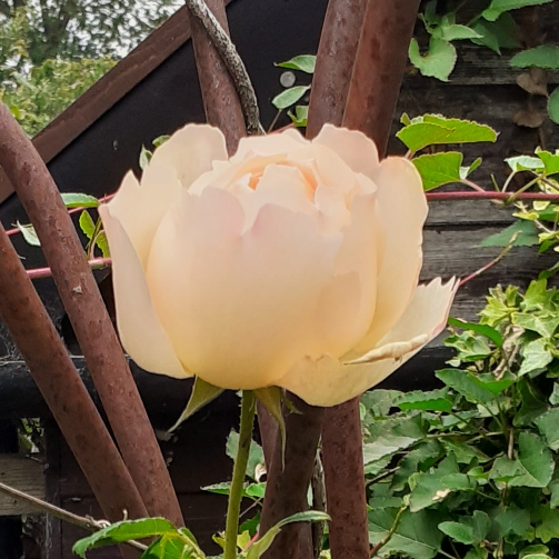 plant image 1330340