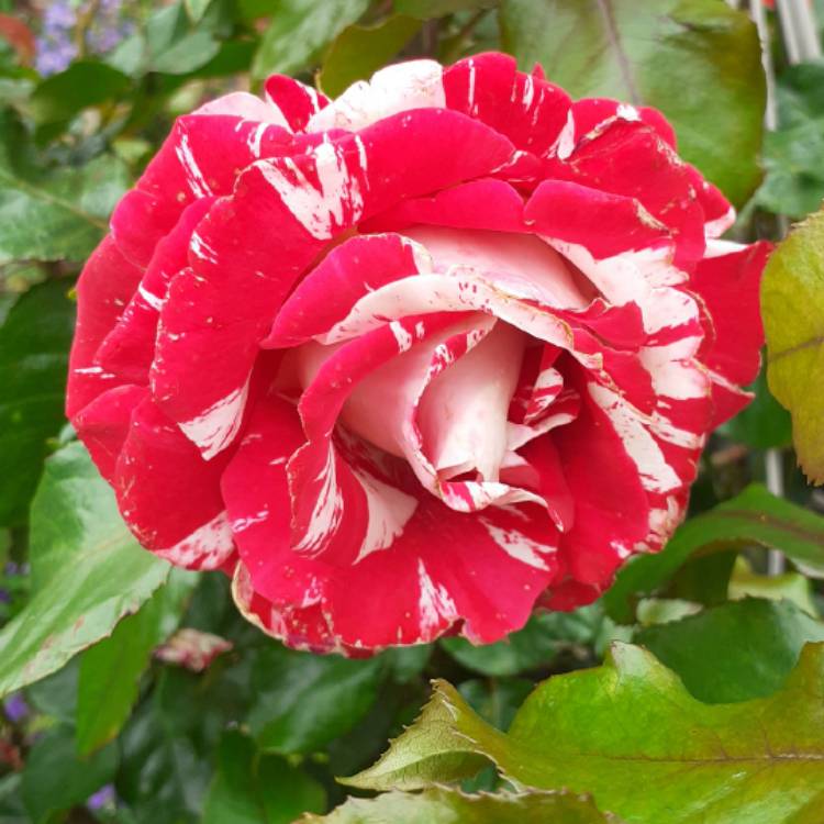 plant image 1332290 plant image 1332290