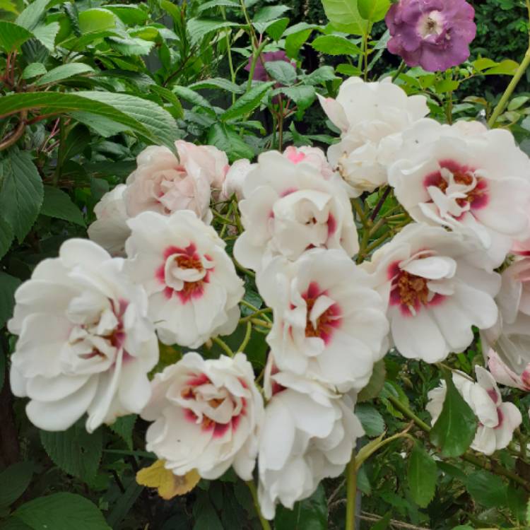 plant image 1332295 plant image 1332295