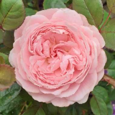 Rosa 'Austiger' syn. Rosa 'Queen of Sweden'