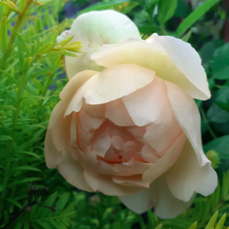 Plant image Rosa 'Wollerton Old Hall'