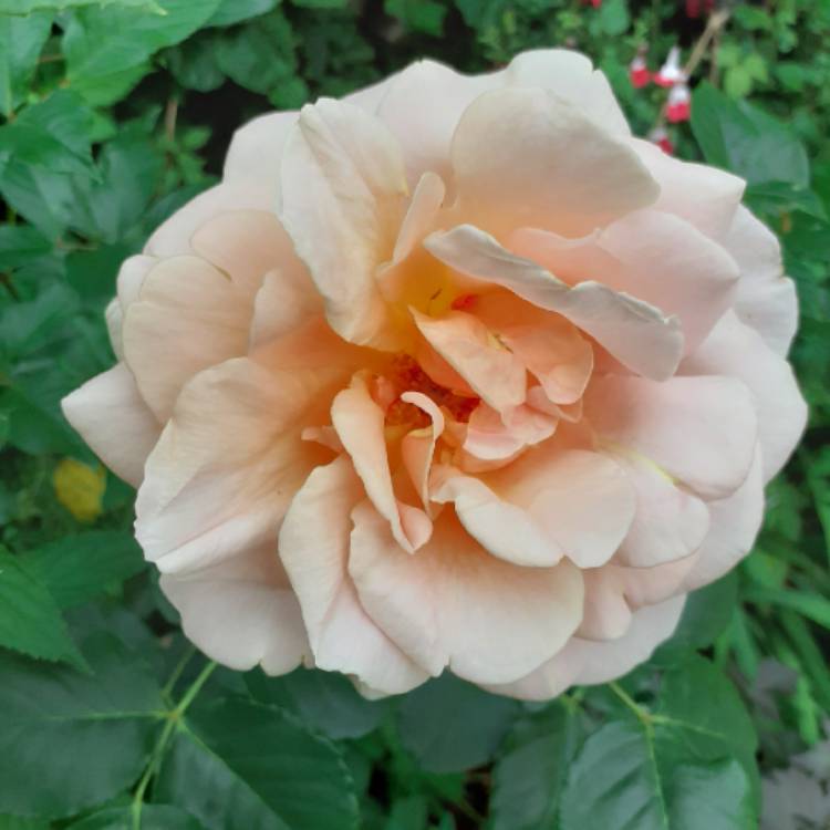 plant image 1340041
