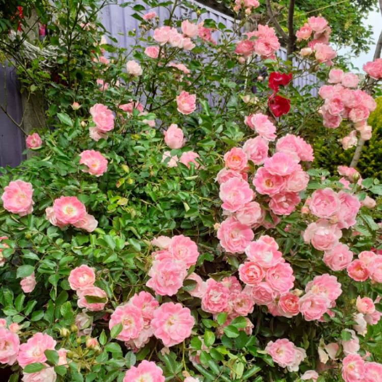 plant image 1341149 plant image 1341149