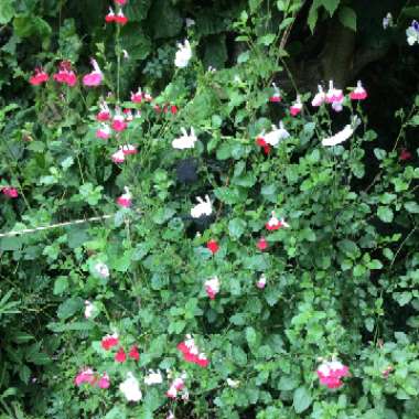 Salvia 'Hot Lips' syn. Salvia x jamensis 'Hot Lips', Salvia microphylla 'Hot Lips'