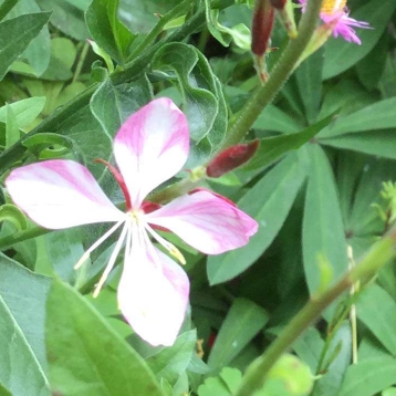 plant image 1349765 plant image 1349765