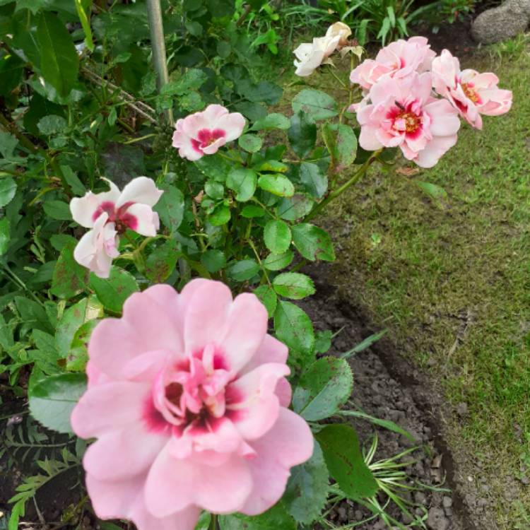 plant image 1373195 plant image 1373195