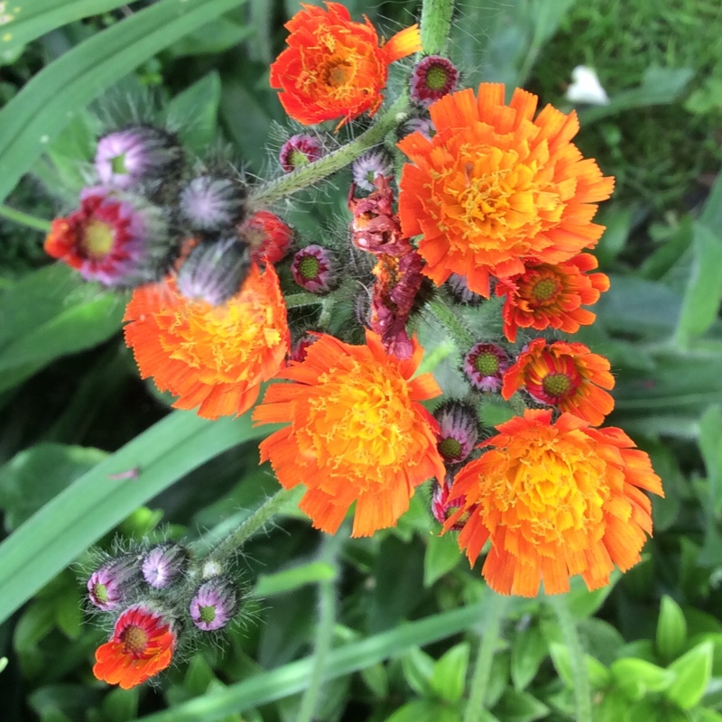 plant image 141606