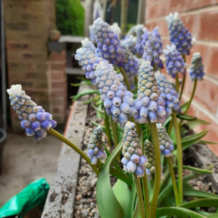 Plant image Muscari armeniacum 'Peppermint'