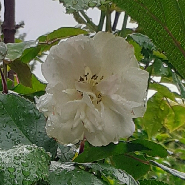plant image 1490902 plant image 1490902