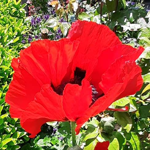 plant image 1492217 plant image 1492217