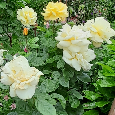 plant image 1495512