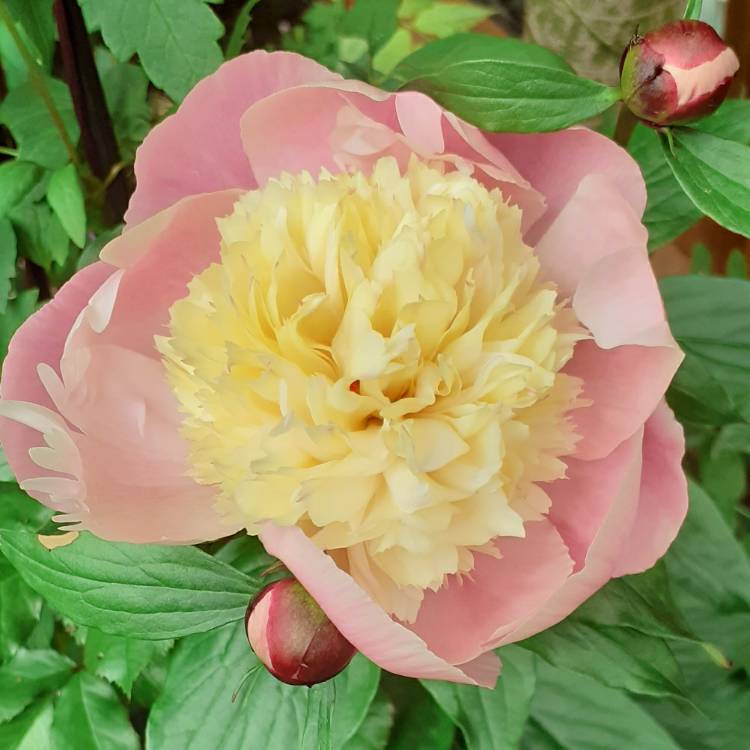 plant image 1495526