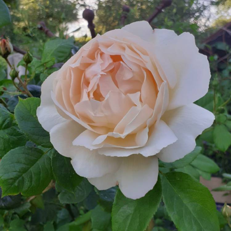 plant image 1496687