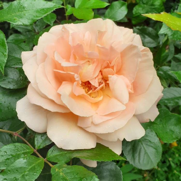 plant image 1500353