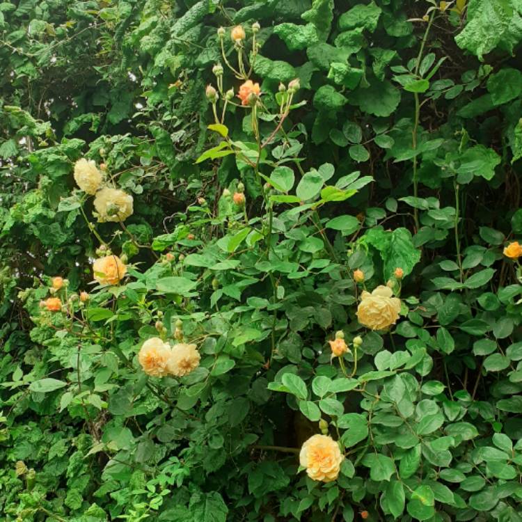 plant image 1500359 plant image 1500359