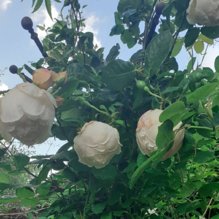plant image 1504311