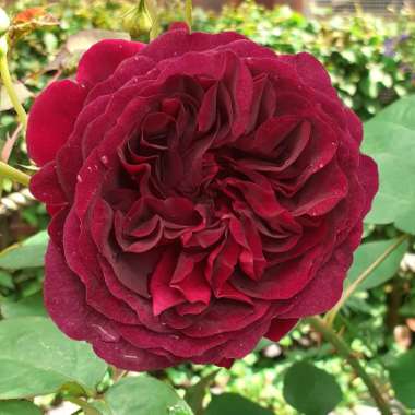 Rosa 'Ausbernard' syn. Rosa 'Munstead Wood'