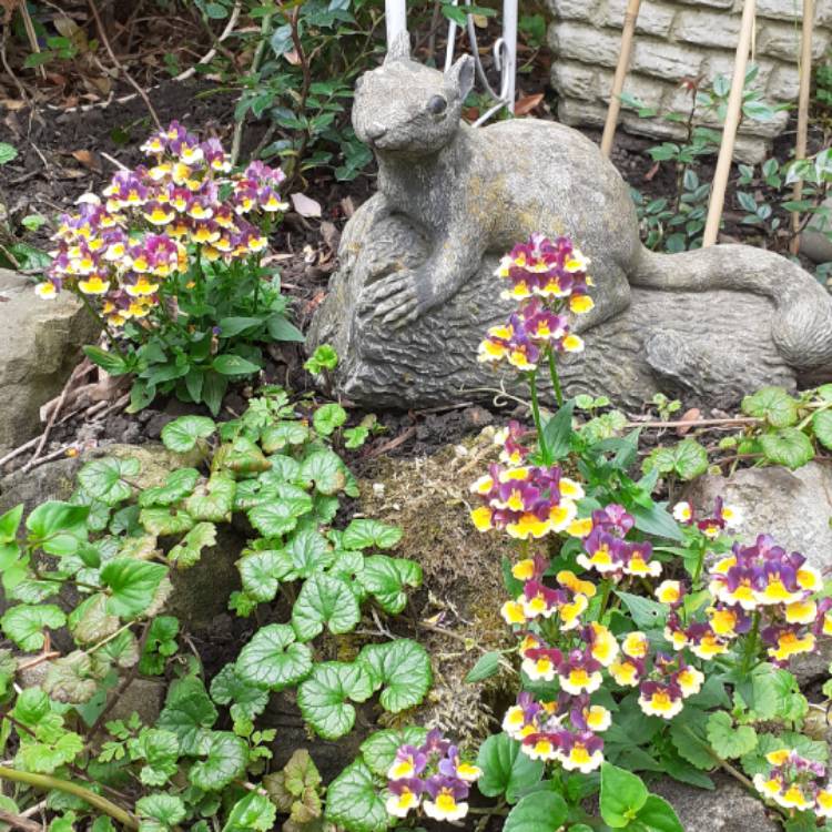 Plant image Nemesia aroma 'Rhubarb And Custard'