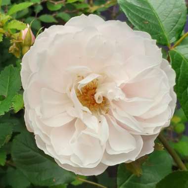 Rosa 'Ausdrawn' syn. Rosa 'The Generous Gardener'
