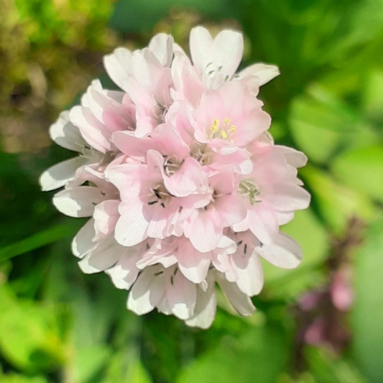 Plant image Armeria maritima 'Armada Rose'