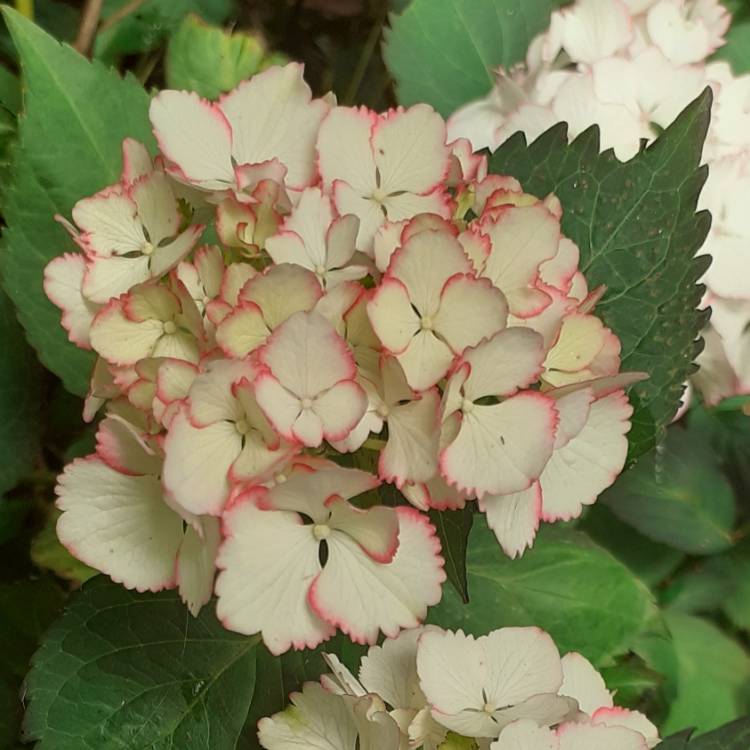plant image 1522189