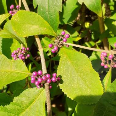 Callicarpa Bodinieri