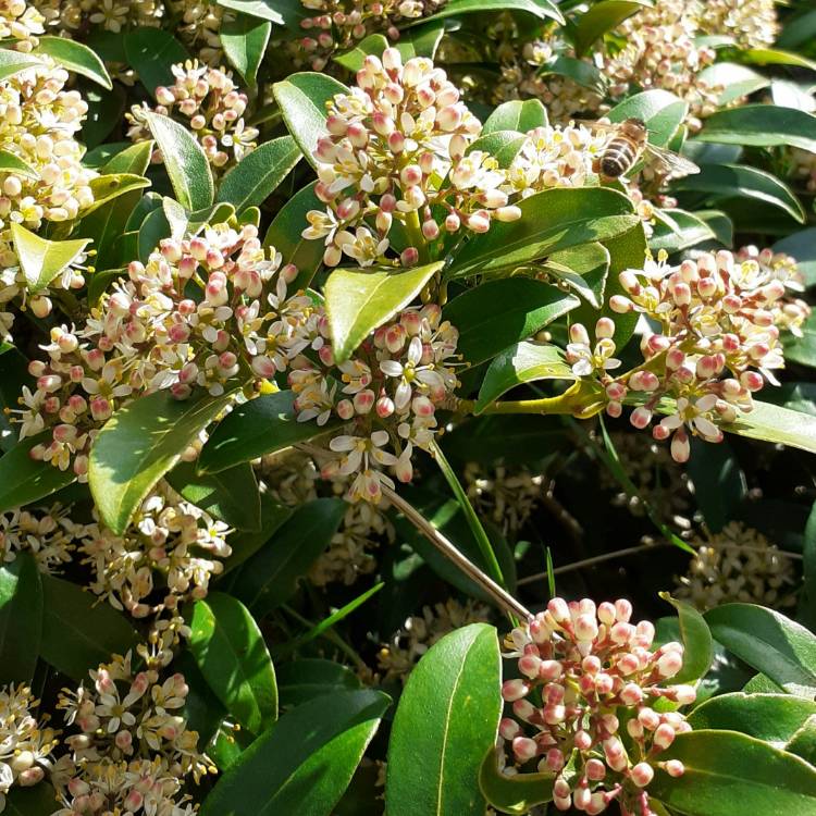 plant image 1570068
