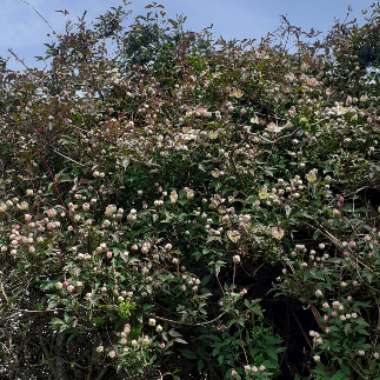 Clematis montana