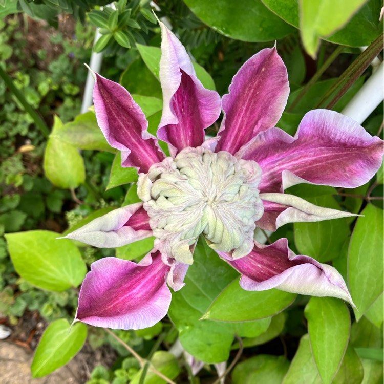 plant image 1592208 plant image 1592208