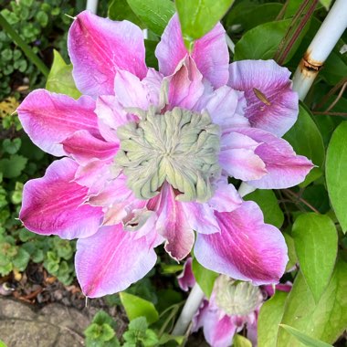 Clematis 'Josephine' (Evijohill)